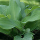 Over The Waves Hosta Plants online shopping