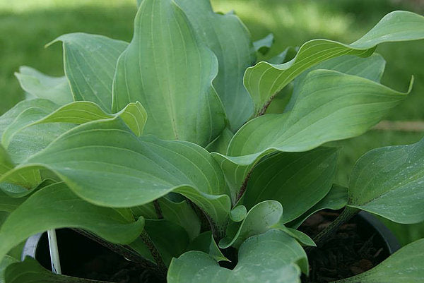 Over The Waves Hosta Plants online shopping