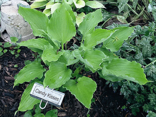 Candy Kisses Hosta Plants online shopping