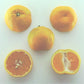Shirokolistvennyi Satsuma Mandarin Budwood citrus plant material online shopping