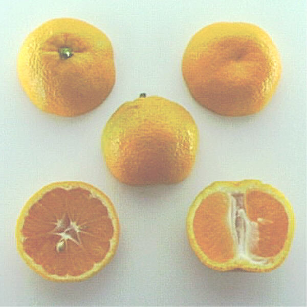 Shirokolistvennyi Satsuma Mandarin Budwood citrus plant material online shopping