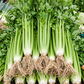 Tall Utah 52-70 Celery