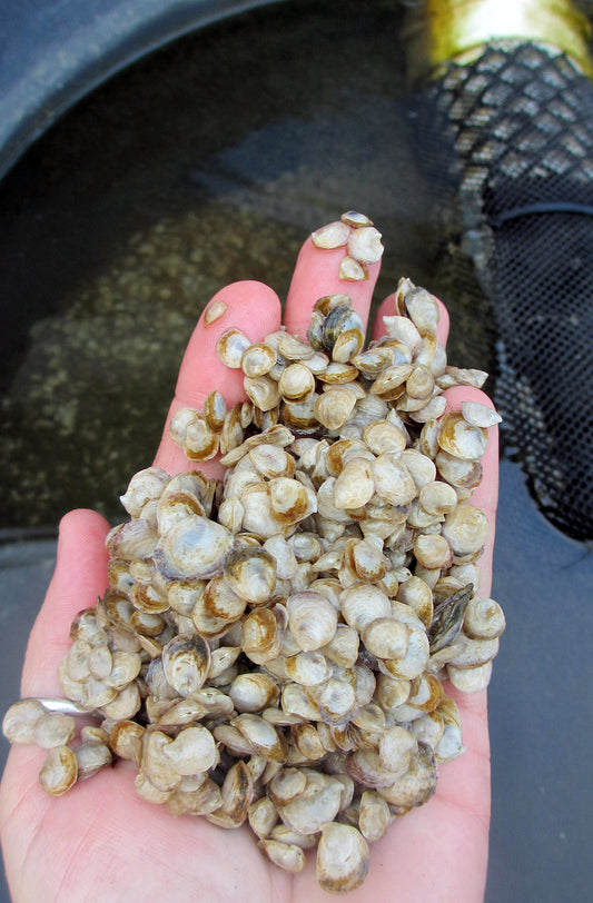 Wild Crassostrea Virginica Oyster Seed MD