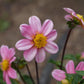 Bonne Espérance Dahlia Plants online shopping