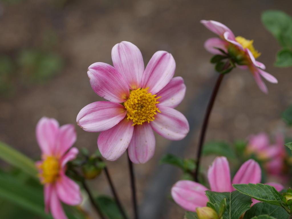 Bonne Espérance Dahlia Plants online shopping