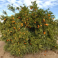 SRA 92 Clementine Budwood citrus plant material online shopping