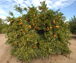 SRA 92 Clementine Budwood citrus plant material online shopping