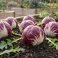 Perseo Chicory