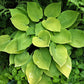 Lemontini Hosta Plants online shopping