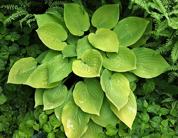 Lemontini Hosta Plants online shopping