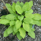 Ki-renjyaku Hosta Plants online shopping