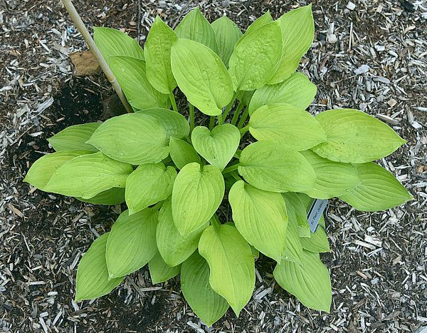 Ki-renjyaku Hosta Plants online shopping