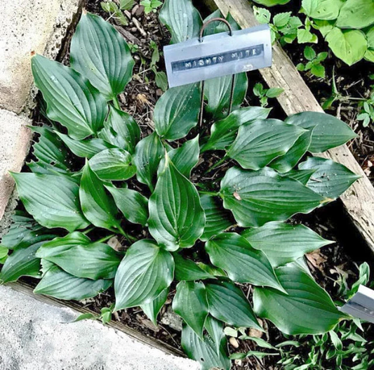 Mighty Mite Hosta