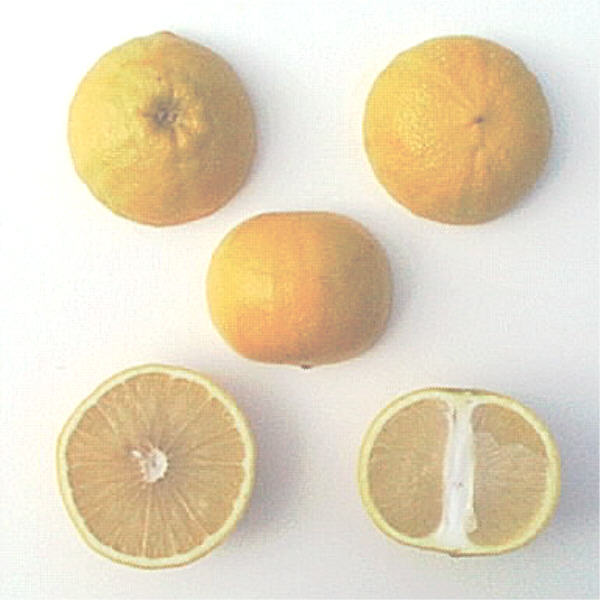 Bergamot Sour Orange Hybrid Budwood citrus plant material online shopping