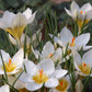 Snowbunting Snow Crocus Corms