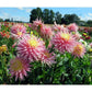 Clearview Jonas Dahlia Plants online shopping