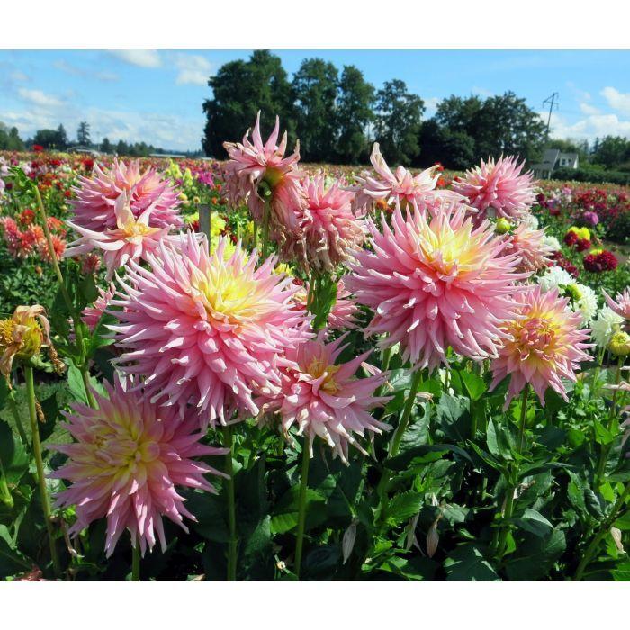 Clearview Jonas Dahlia Plants online shopping