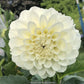 Brookside Snowball Dahlia