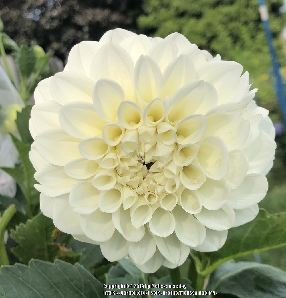 Brookside Snowball Dahlia