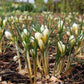 Snowbunting Snow Crocus Corms
