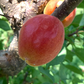 AC™ Haroblush Apricot Hardy Disease Resistant Self Fertile Fruit Tree