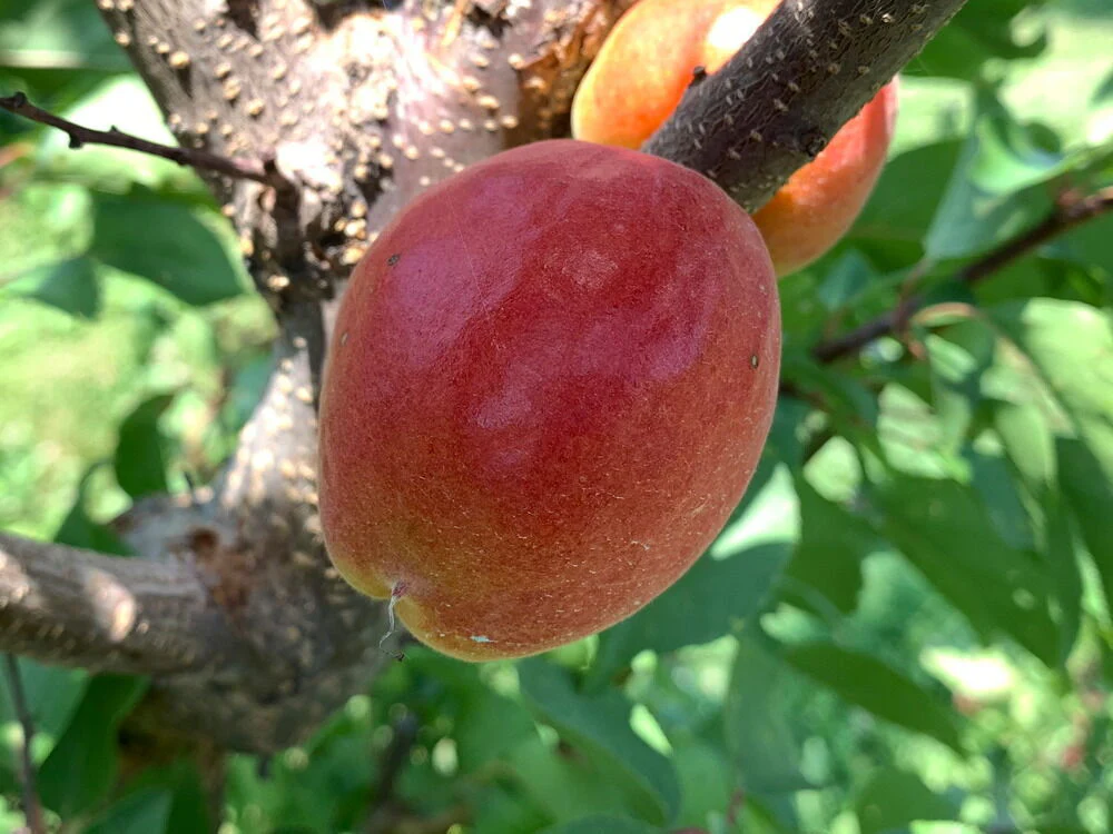 AC™ Haroblush Apricot Hardy Disease Resistant Self Fertile Fruit Tree
