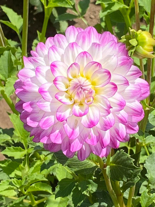 Magically Dun Dahlia