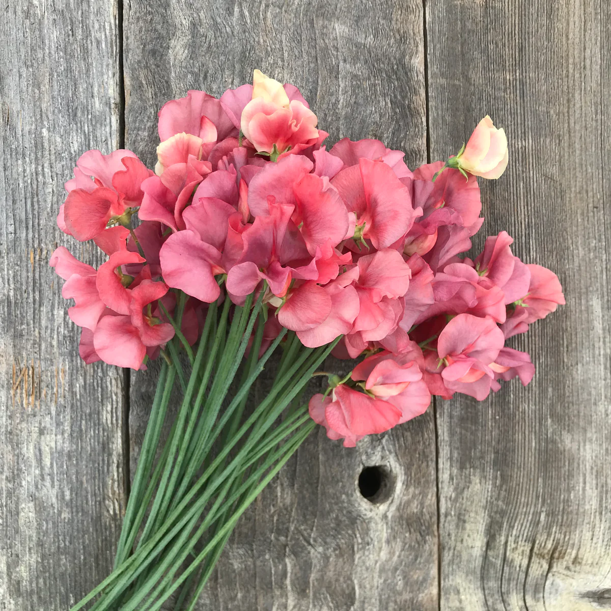 Kings Ransom Sweet Pea seeds online shopping