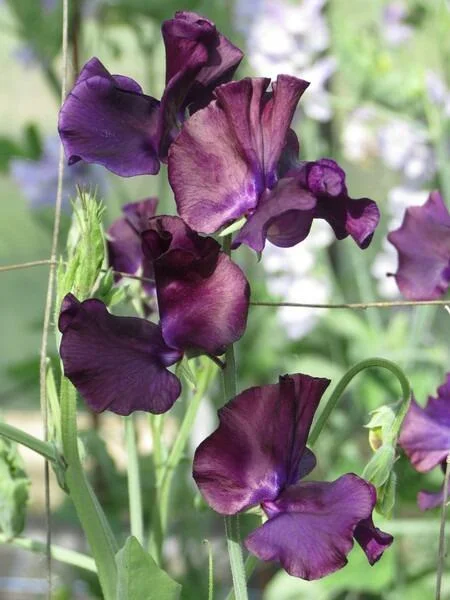 Just Jenny Sweet Pea seeds online shopping