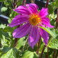 D. Sorensenii Wild Dahlia