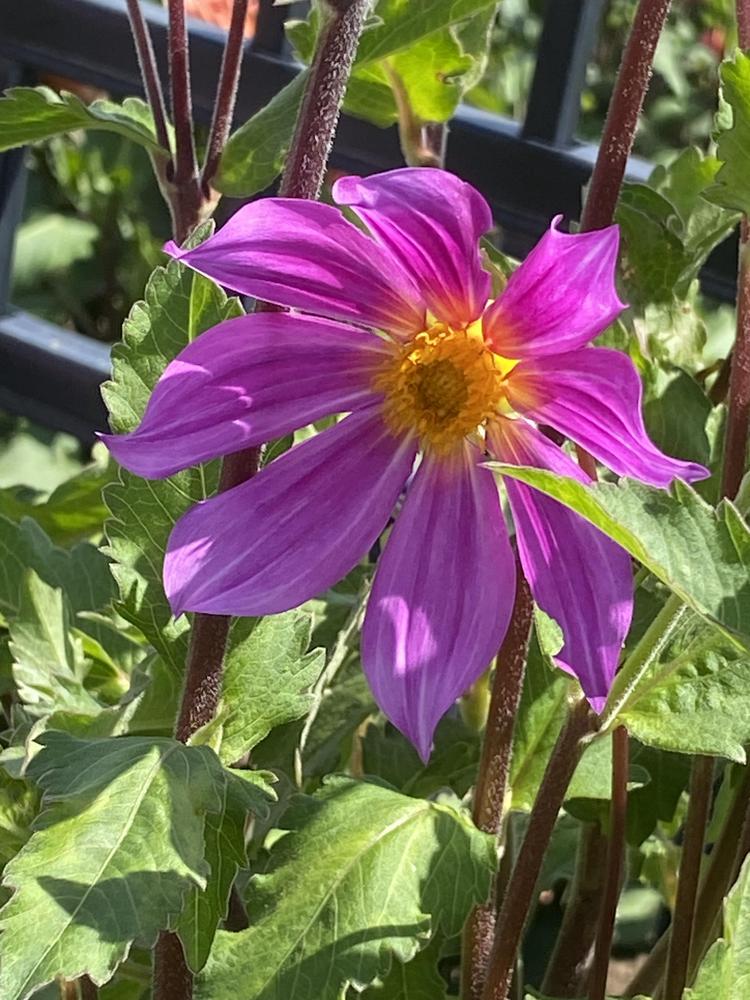D. Sorensenii Wild Dahlia