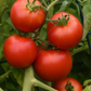 Roadster Tomato
