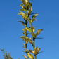 US-852 Citrandarin Trifoliate Hybrid Budwood citrus plant material online shopping