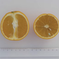 Maltaise Demi Sanguine Blood Orange Budwood citrus plant material online shopping