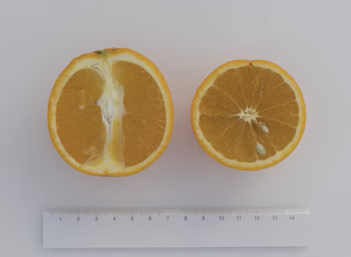 Maltaise Demi Sanguine Blood Orange Budwood citrus plant material online shopping