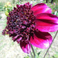 Rock Star Dahlia