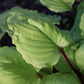 Endless Gift Hosta Plants online shopping
