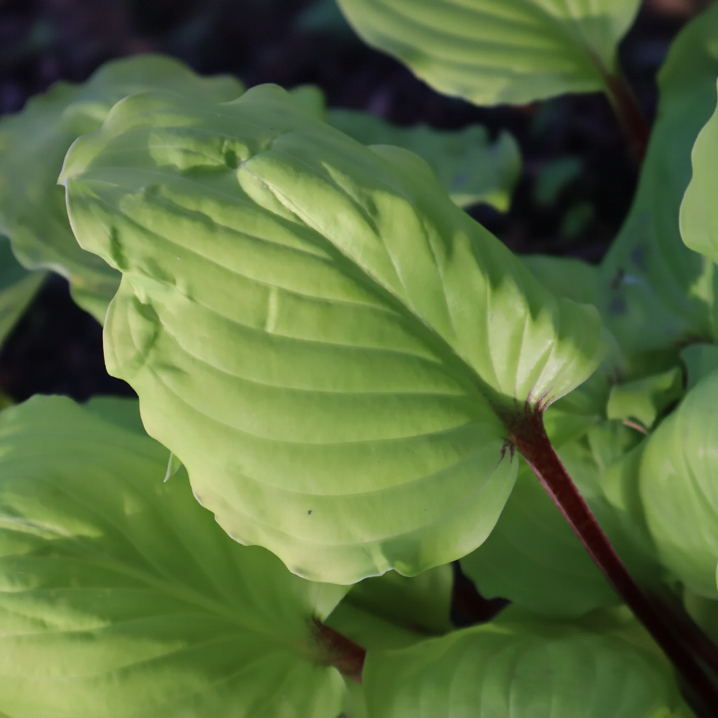 Endless Gift Hosta Plants online shopping