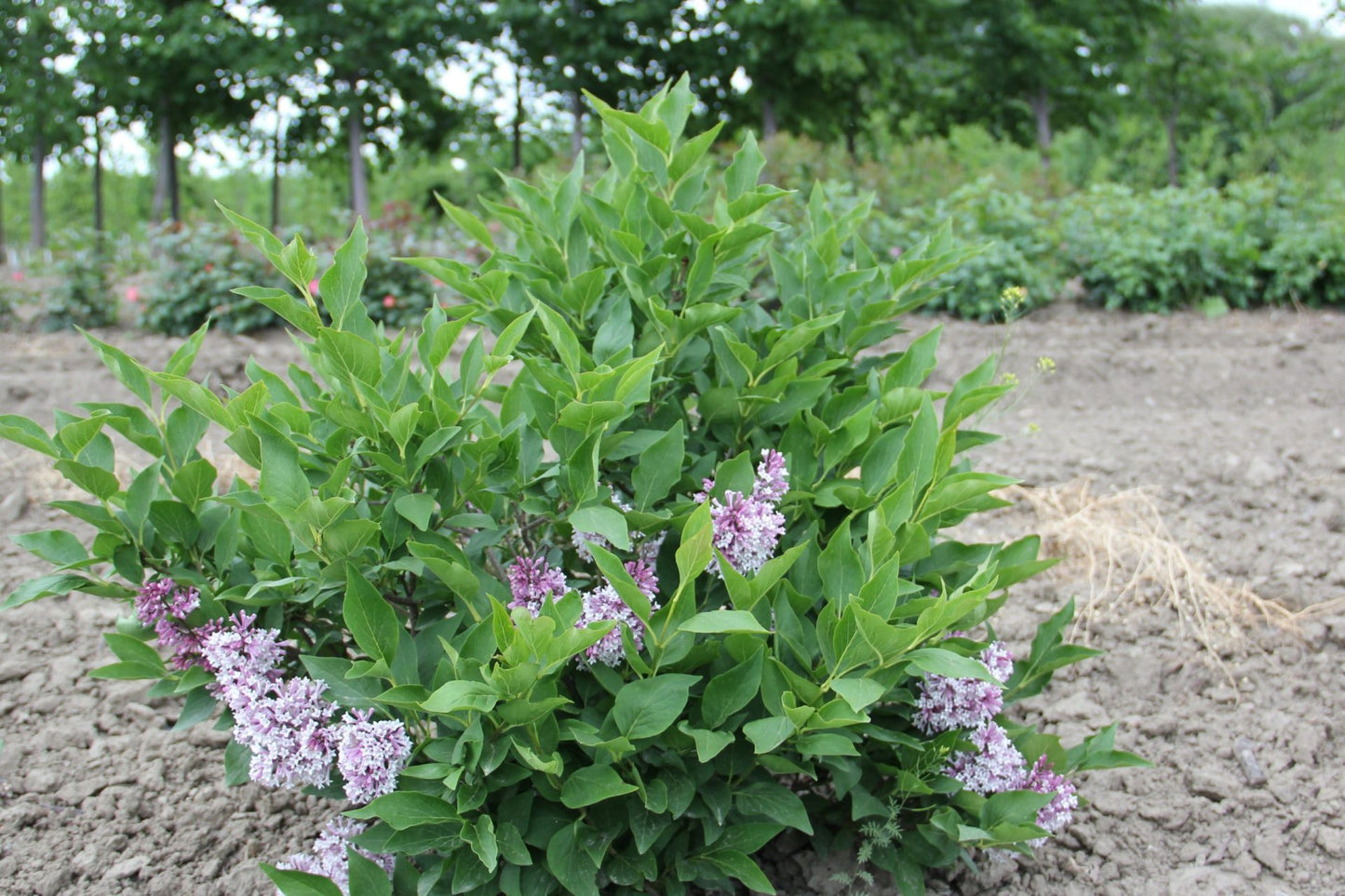 Little Lady™ Lilac