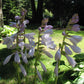 Zitronenfalter Hosta Plants online shopping