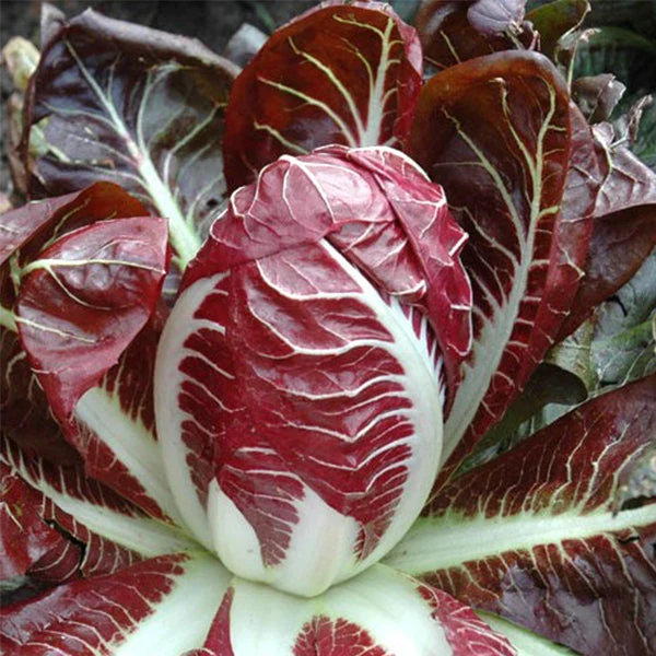 TVG1 Chicory
