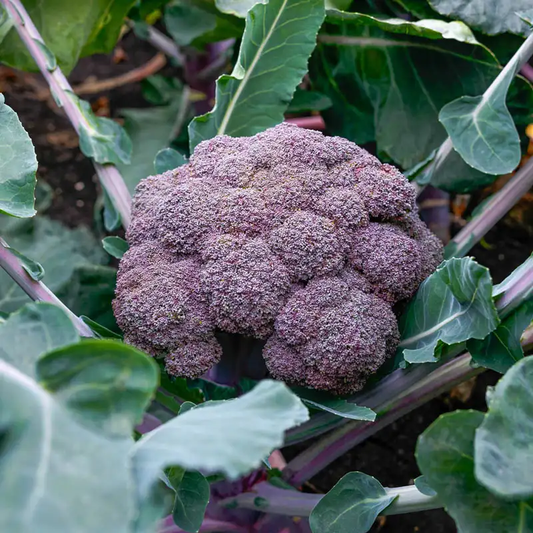 Purple Magic F1 Broccoli Seeds online shopping