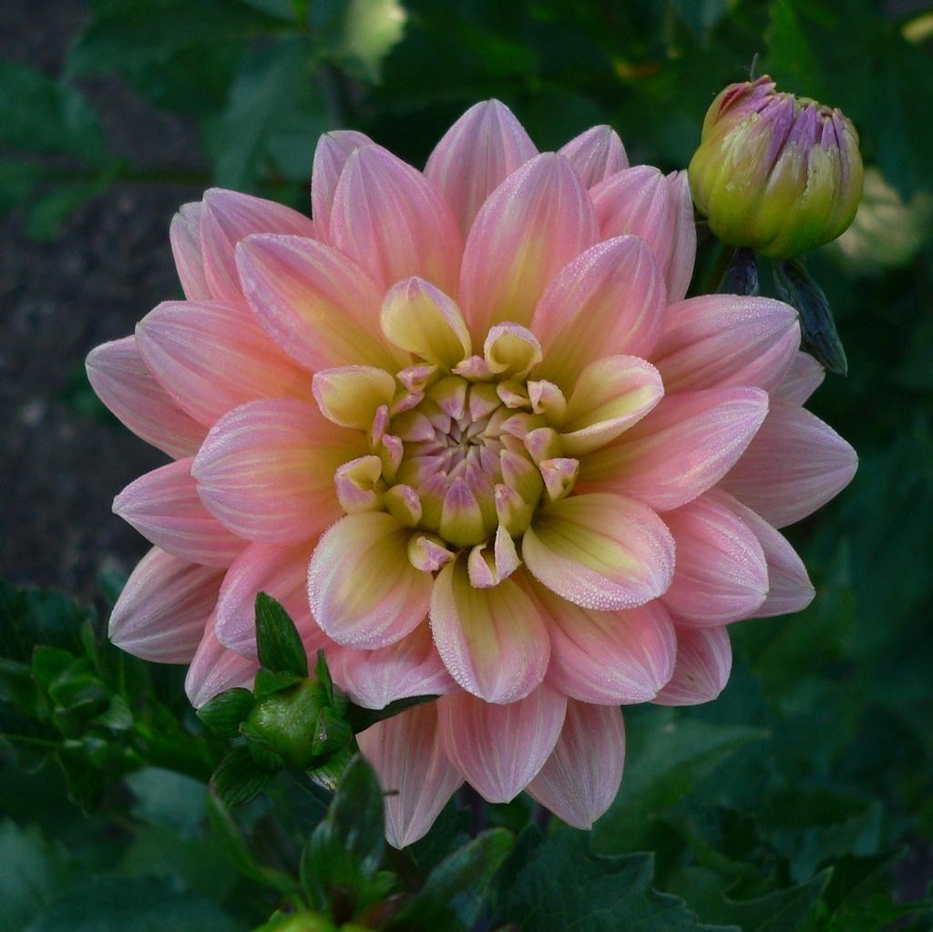 Summer’s End Dahlia