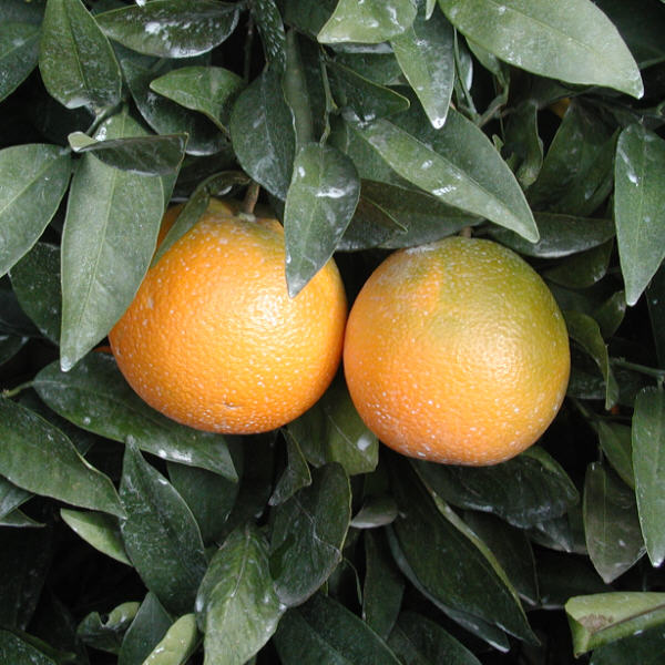 Fisher Navel Orange Budwood citrus plant material online shopping