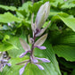 Shimmy Shake Hosta Plants online shopping