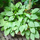 Hydon Sunset Hosta Plants online shopping