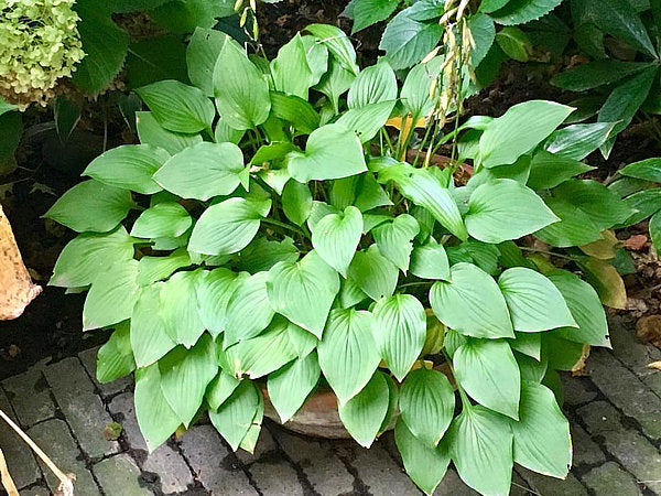 Hydon Sunset Hosta Plants online shopping