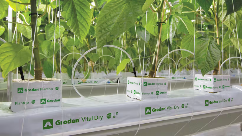 Grodan Vital Dry Slab Vegetable Growing Rock Wool Hydroponics Substrate