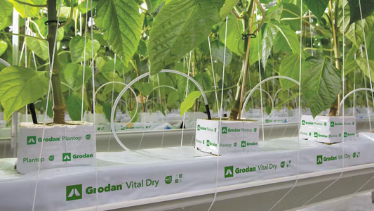 Grodan Vital Dry Slab Vegetable Growing Rock Wool Hydroponics Substrate