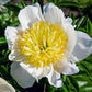 Paeonia Lactiflora Honey Gold
